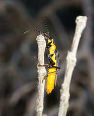 Chauliognathus lugubris