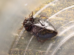 Agabinae