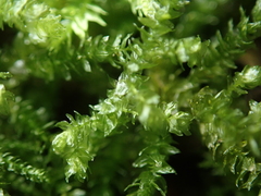 Eurhynchium angustirete