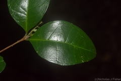 Gossia fragrantissima