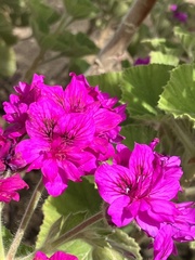 Pelargonium cucullatum