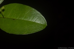 Gossia fragrantissima