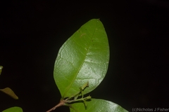 Gossia fragrantissima