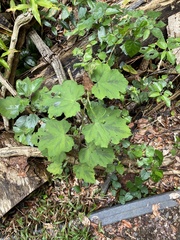 Rubus alceifolius
