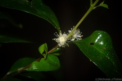 Gossia fragrantissima