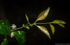 Gossia fragrantissima