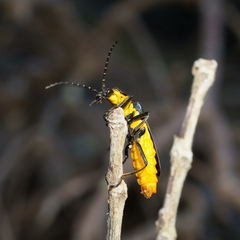Chauliognathus lugubris