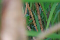 Locustella lanceolata