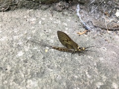 Ephemera vulgata