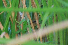 Locustella lanceolata