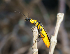 Chauliognathus lugubris