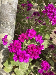 Pelargonium cucullatum
