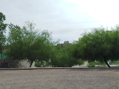 Parkinsonia aculeata