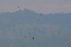 Spilornis cheela