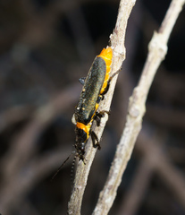 Chauliognathus lugubris