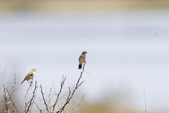 Cisticola aridulus kalahari