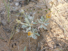Senecio crassiflorus