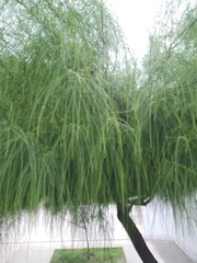 Parkinsonia aculeata