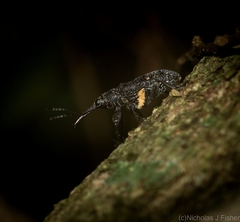 Isacantha rhinotioides