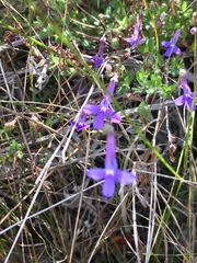 Lobelia neglecta