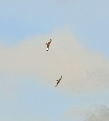 Milvus milvus