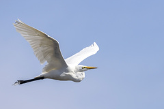Ardea alba melanorhynchos