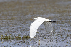 Ardea intermedia brachyrhyncha