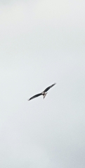 Milvus milvus