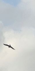 Milvus milvus