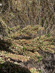 Erica imbricata