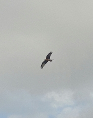 Milvus milvus