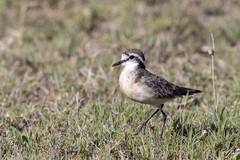 Charadrius pecuarius
