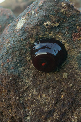 Actinia tenebrosa