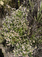 Erica margaritacea