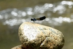 Heliocypha perforata