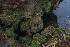 Pyura praeputialis
