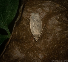 Oecophorinae
