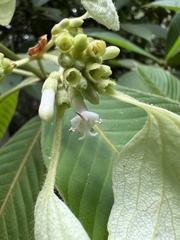 Ixoroideae