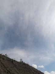 Daptrius megalopterus