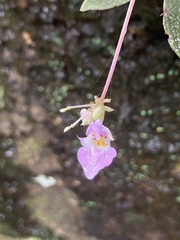 Impatiens thwaitesii