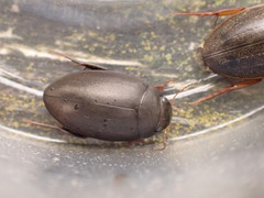 Agabinae