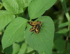 Taractrocera archias