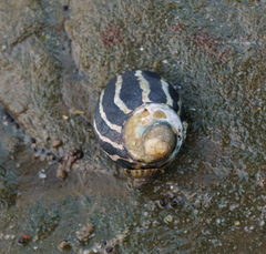 Austrocochlea porcata