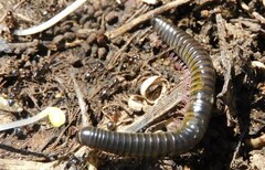 Ommatoiulus lusitanus