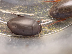 Agabinae