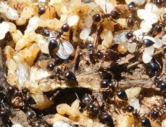 Crematogaster auberti