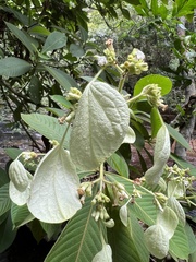 Ixoroideae