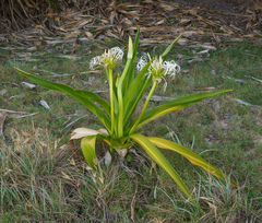 Crinum pedunculatum