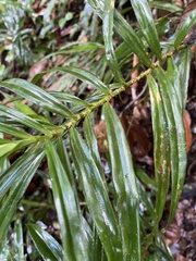 Freycinetia