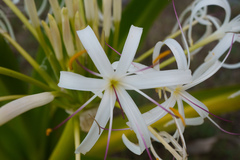Crinum pedunculatum